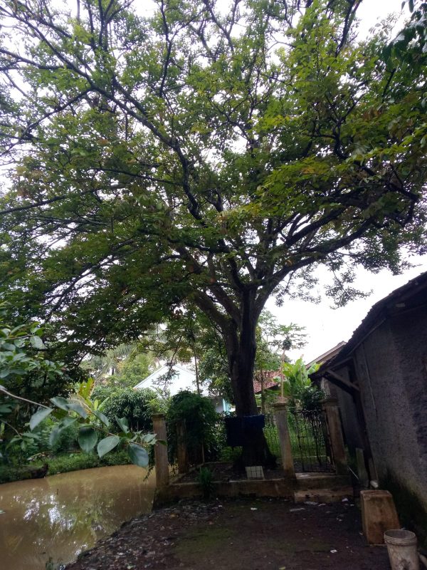 Kisah Raden Longgar Jaya dan Pohon Saparantu Cibalagung Cianjur